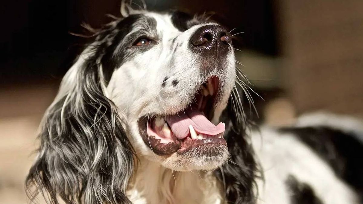 mal aliento en perros 10 (1)