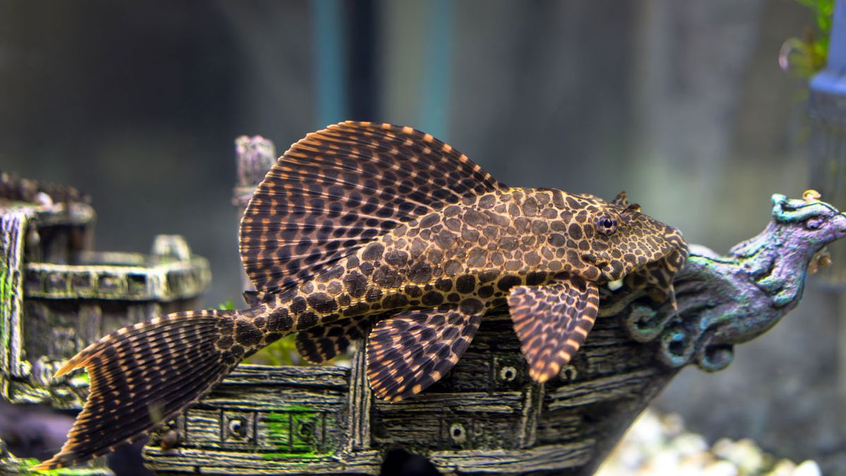 plecostomus