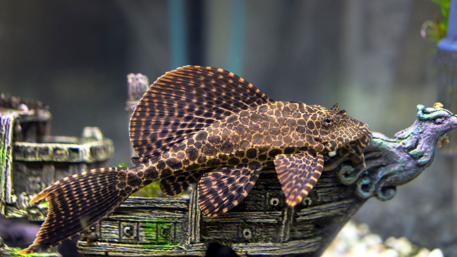 plecostomus