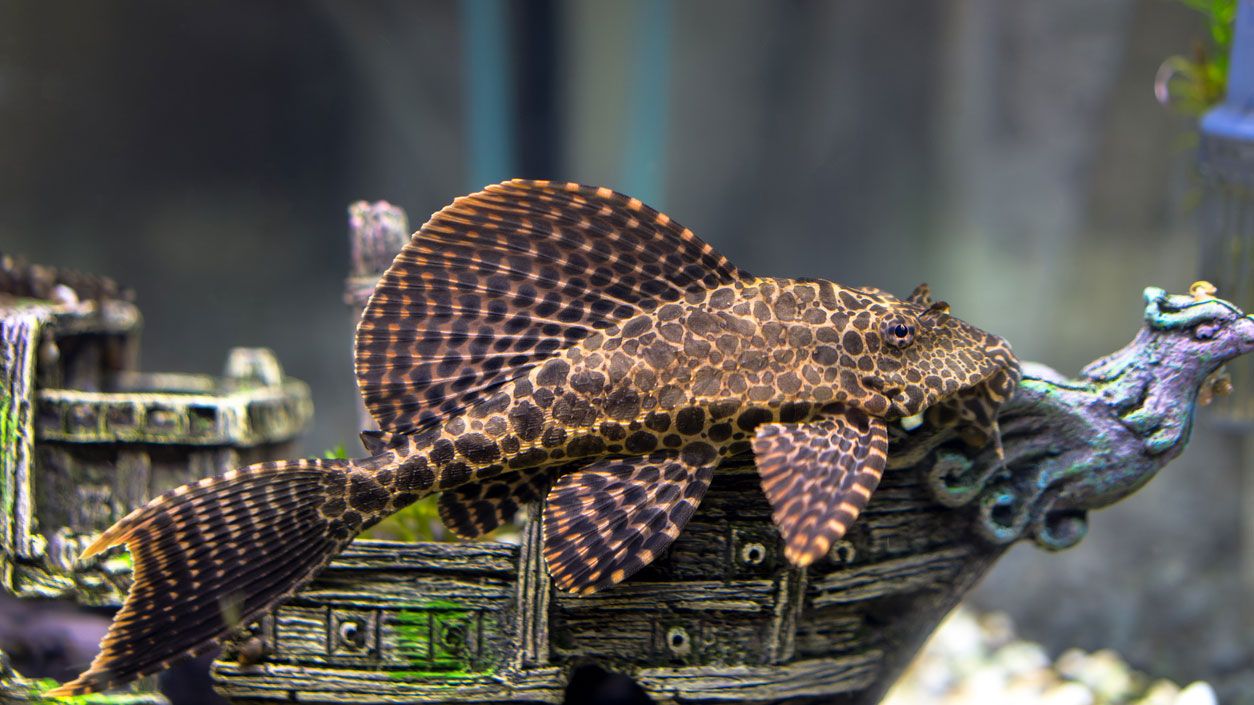 plecostomus