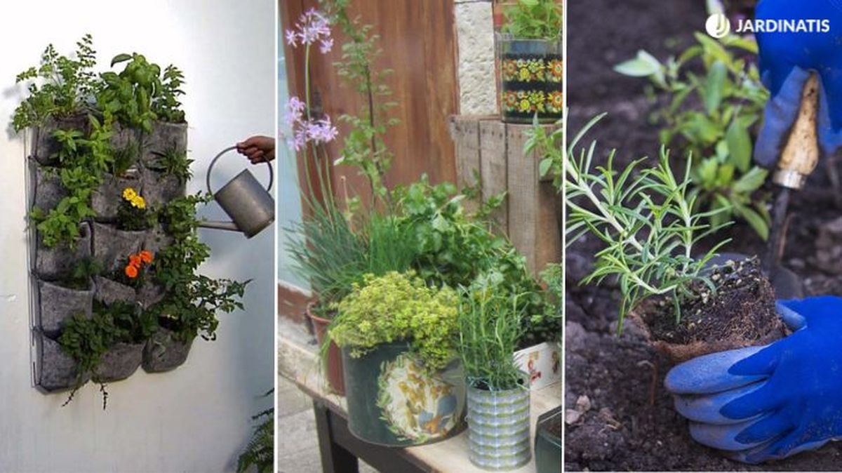 donde cultivar plantas aromaticas 3