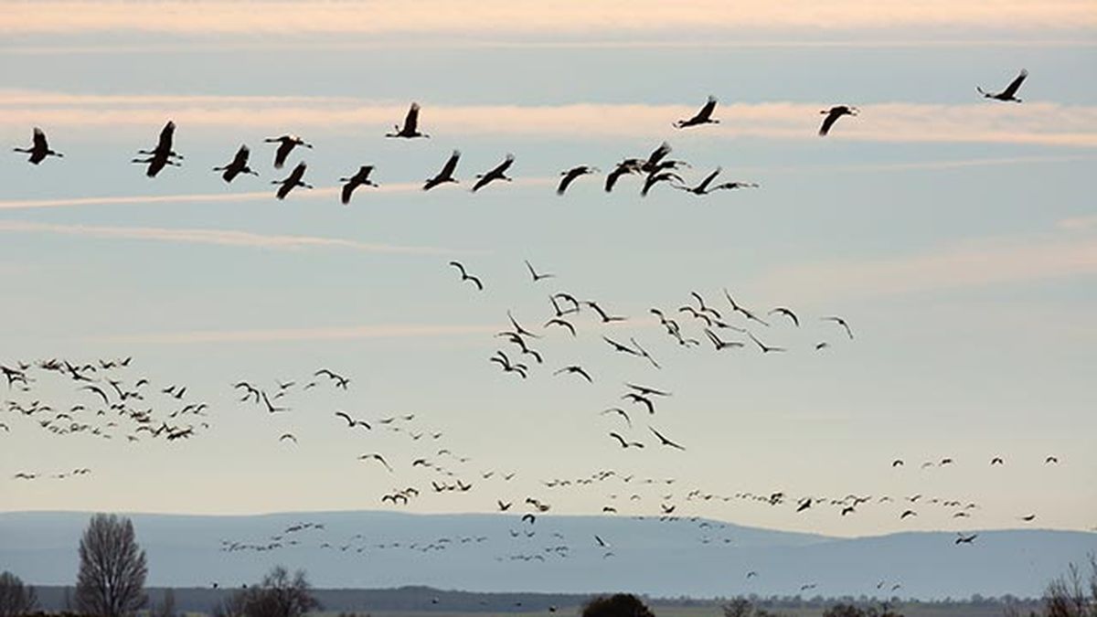 aves migratorias volando laguna gallocanta