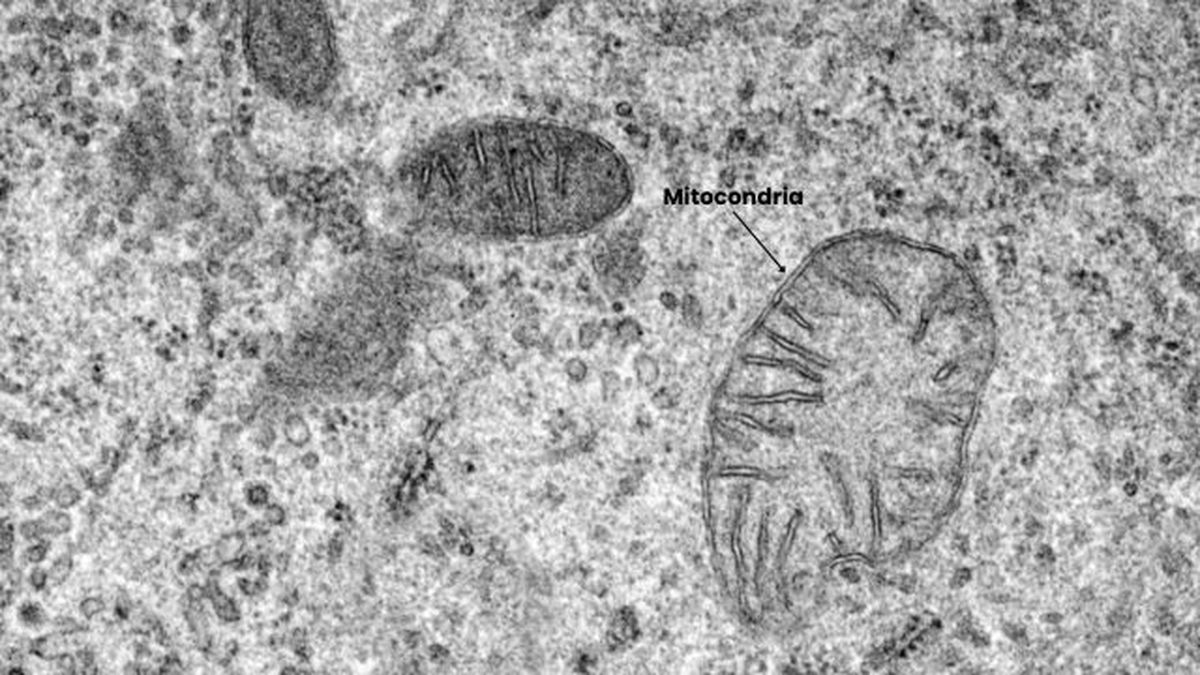 mitocondria celula vegetal