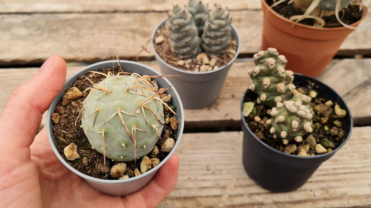 tephrocactus cactus de formas extraorginarias con flores campanuladas