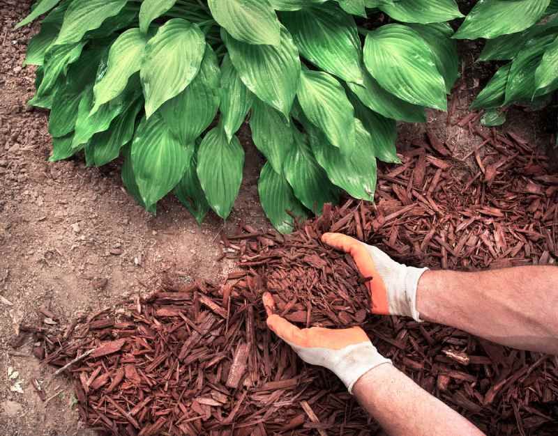 Acolchado de paja sobre plantas de hostas.