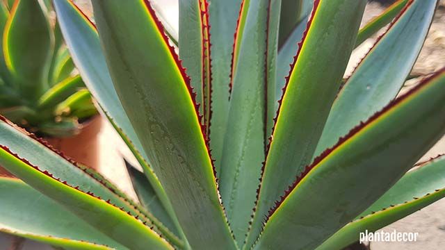 cuidados del agave shaka zulu