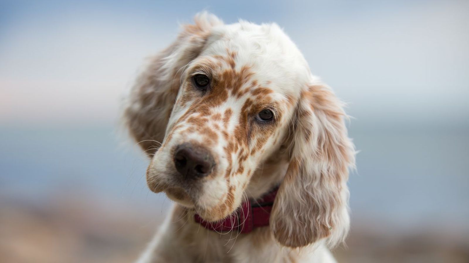 razas de perros favoritas de los espanoles