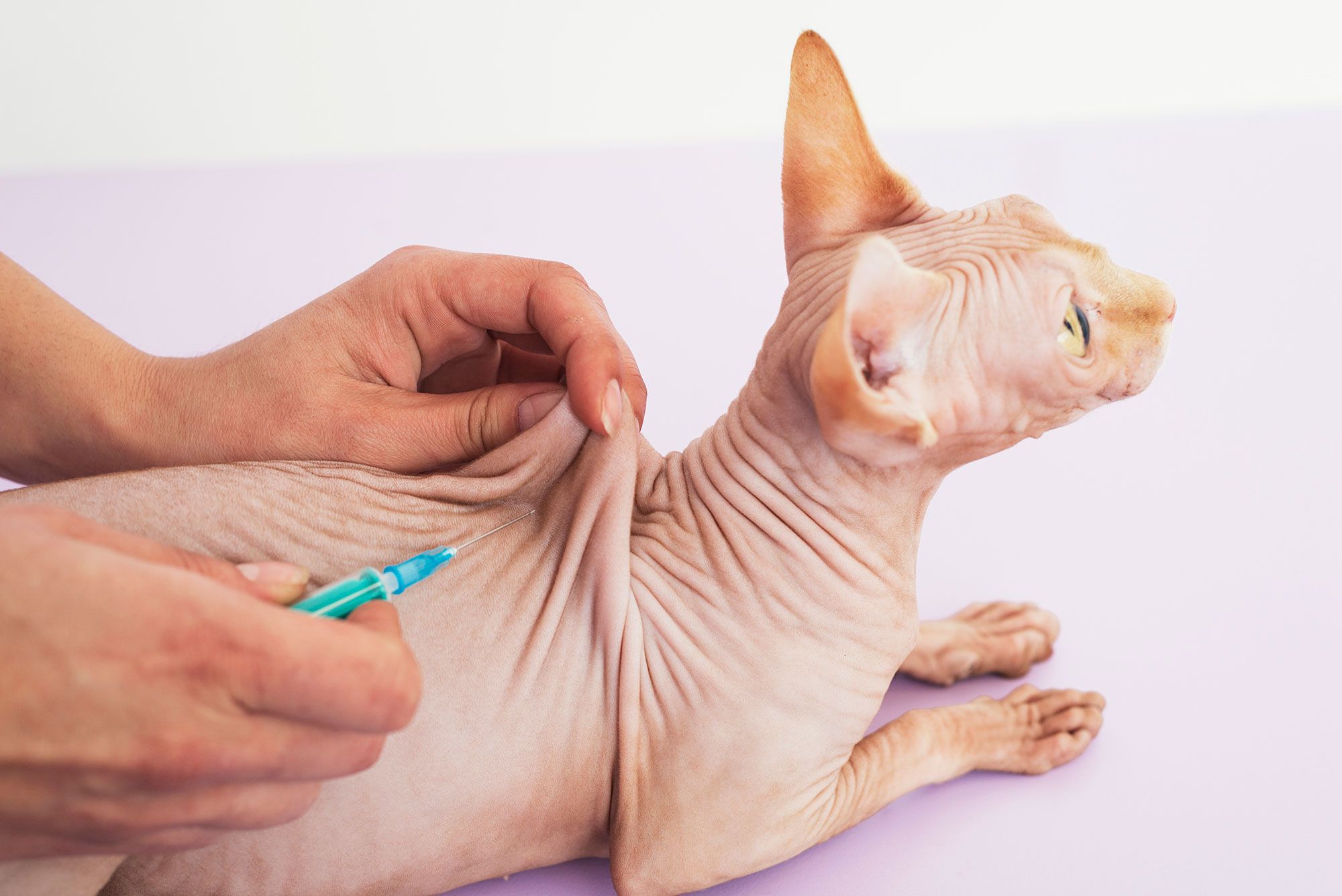mascotas gatos raza esfinge vacunas 1280x720x80xX