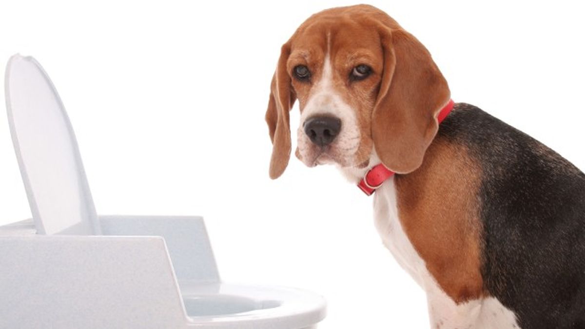 como cortar diarrea perros remedios caseros