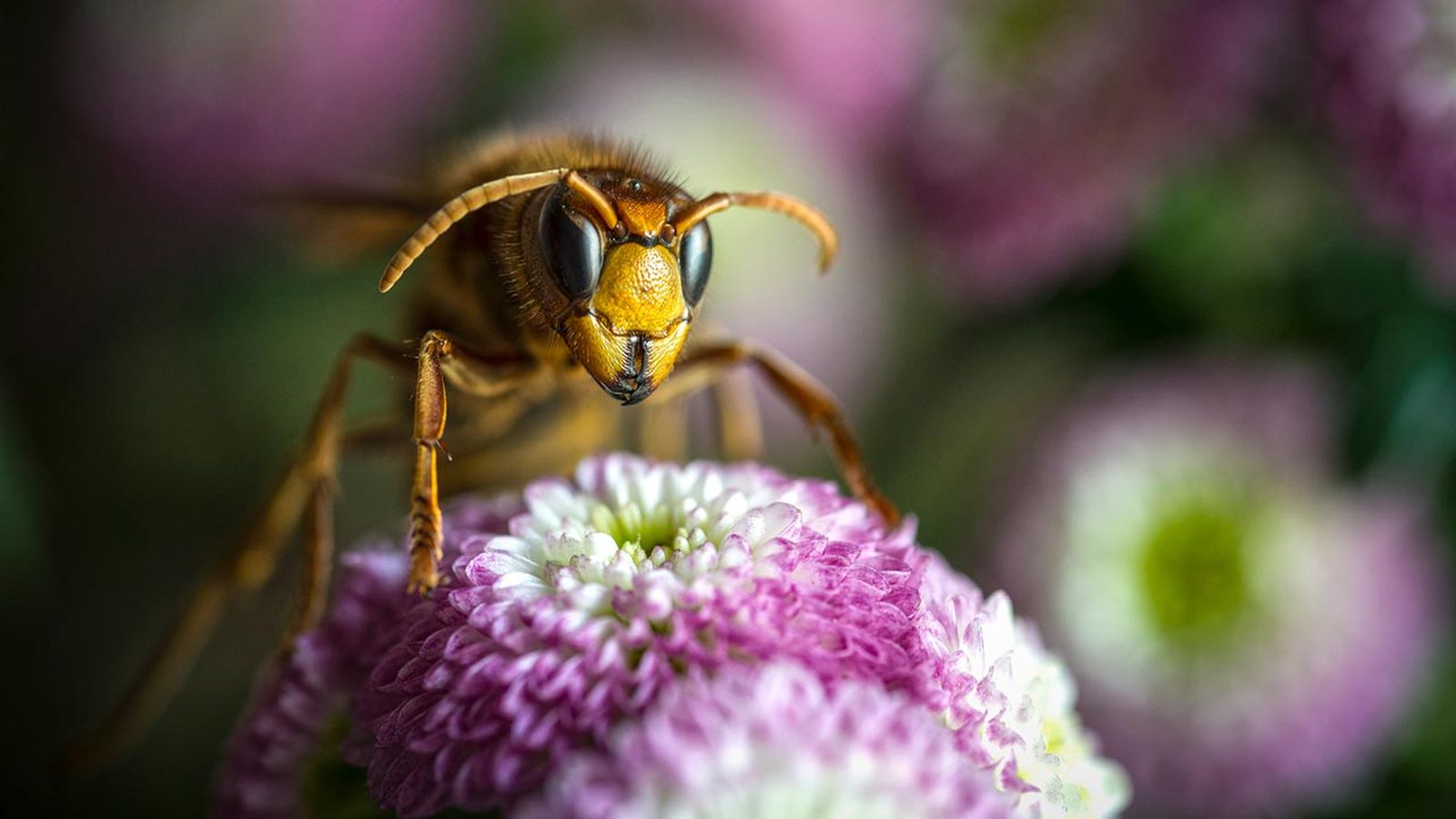 avispa asiatica portada