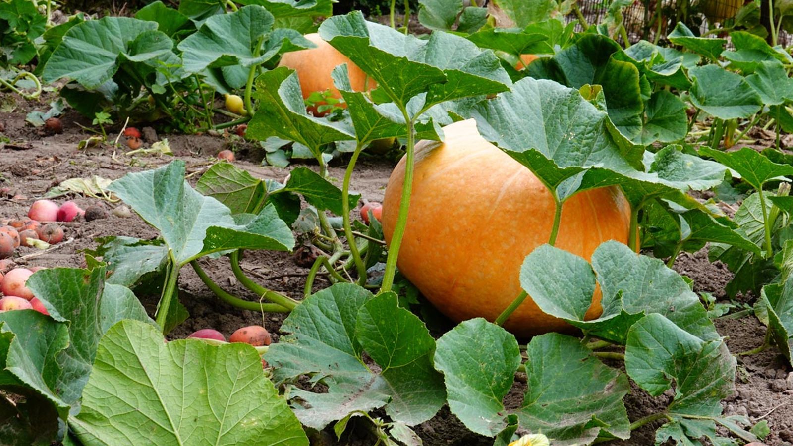 cocsecha calabaza tareas jardineria octubre hemisferio norte
