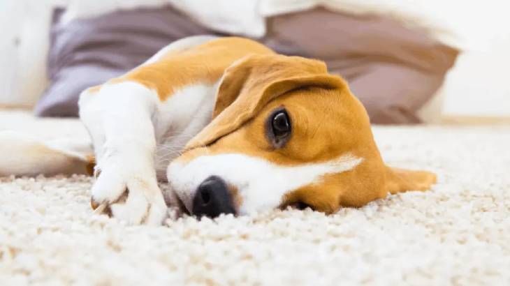 como hacer que vomite un perro (1)