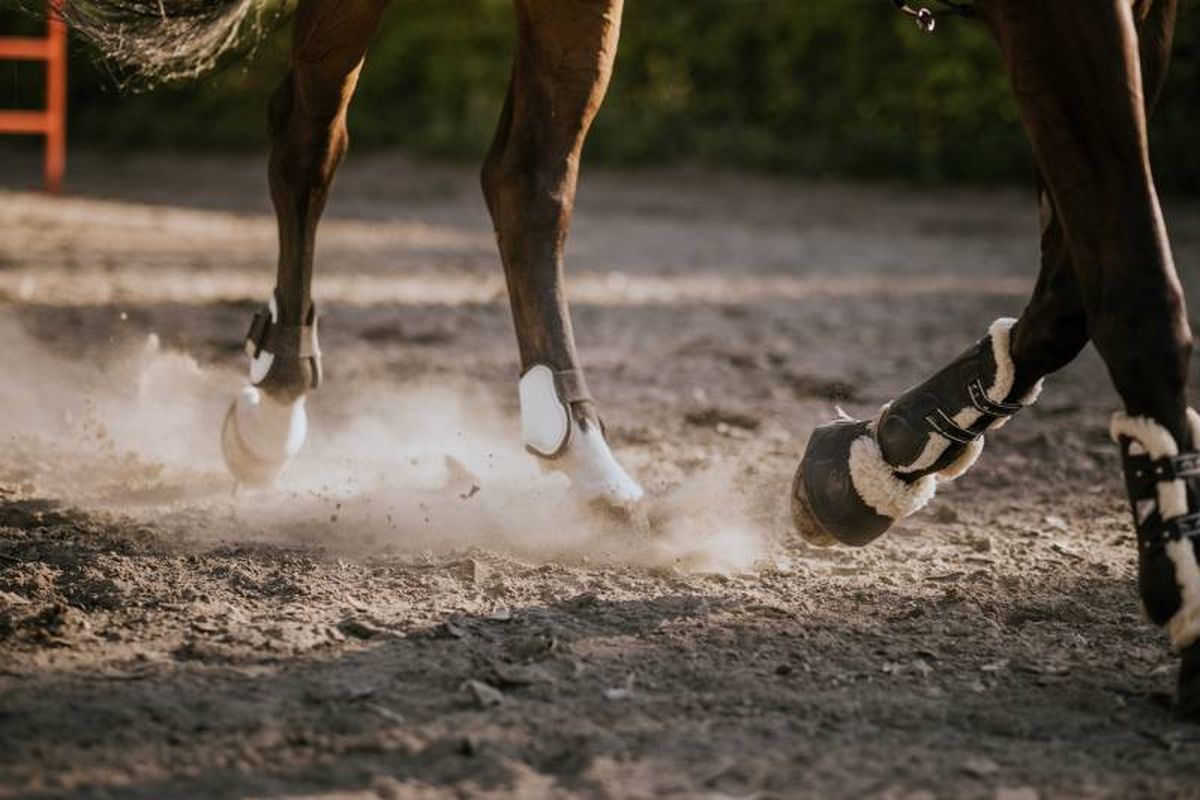 La higiene y el ejercicio serán aspectos clave para que tu caballo se mantenga feliz.