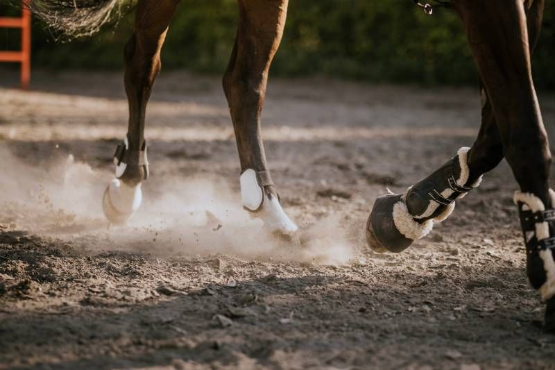 La higiene y el ejercicio serán aspectos clave para que tu caballo se mantenga feliz.