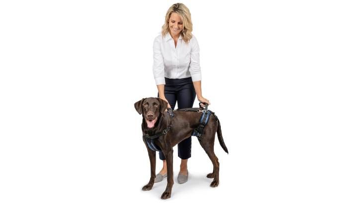 arnes ortopedico perros petsafe amazon