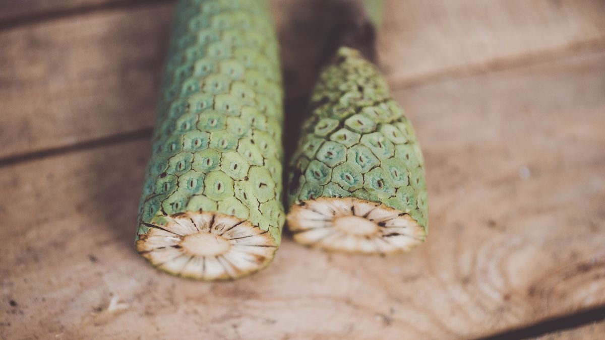 978 costilla adan fruto