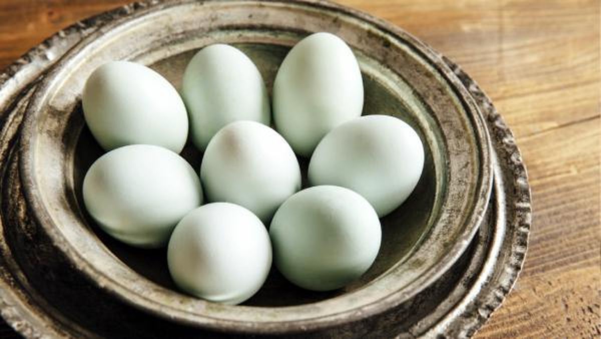 huevos azules gallina