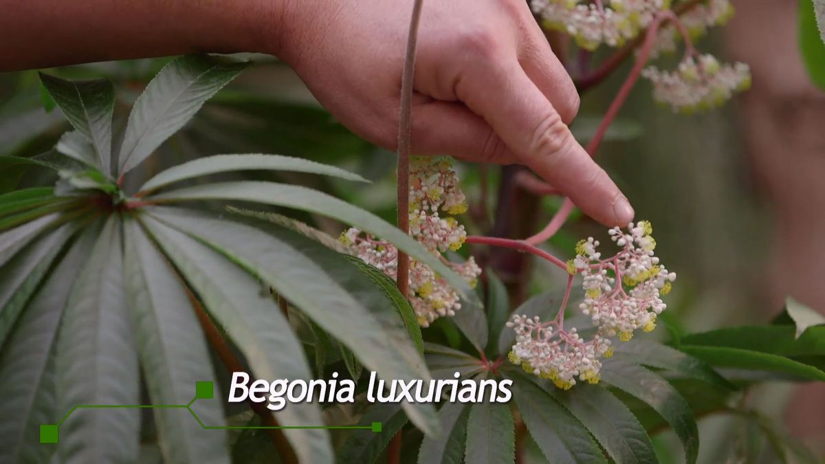 brico 928 3 begonia luxurians flor