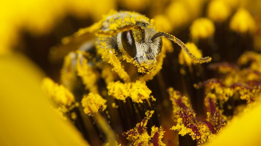 que pasaria si desaparecen abejas 1