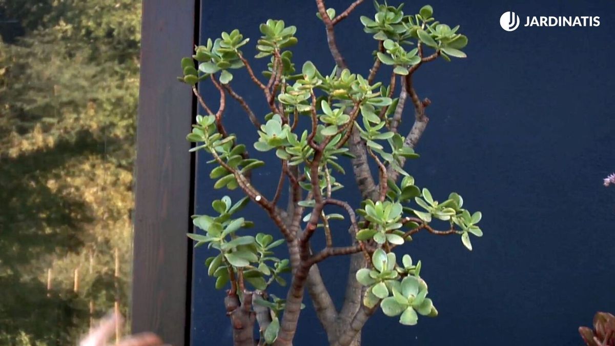 BRICO_JARDIN_842_Crassulas arborescens 5