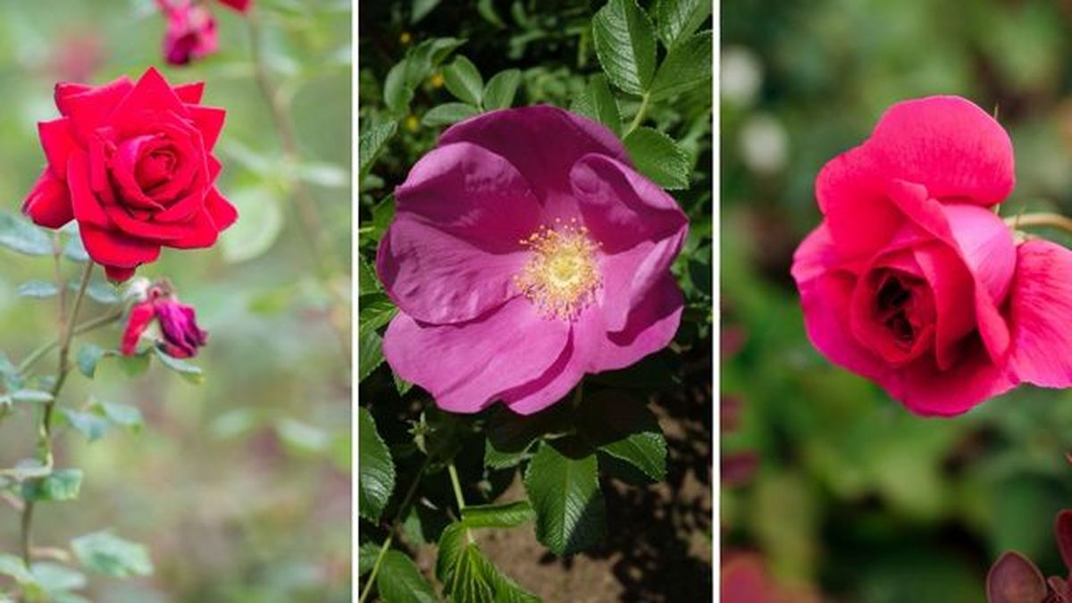 Rosal meilland Rosal rugosa hansa Rosal William shakespeare