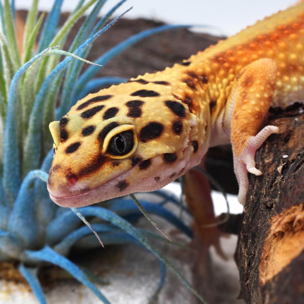 mascotas reptiles gecko leopardo4