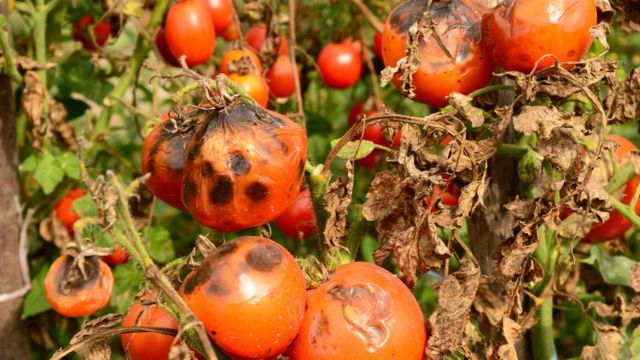 tizon tardio del tomate