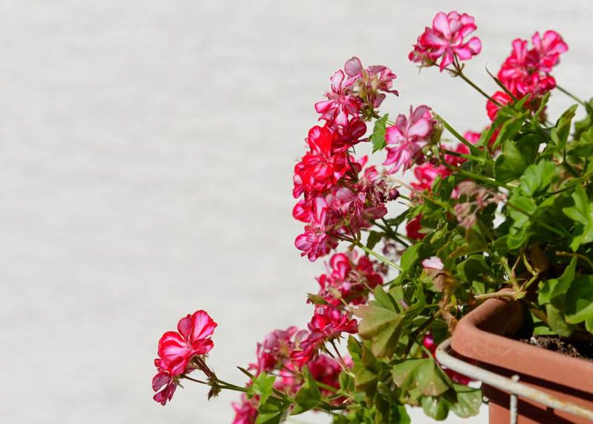 Gitanilla o geranio hiedra en jardinera