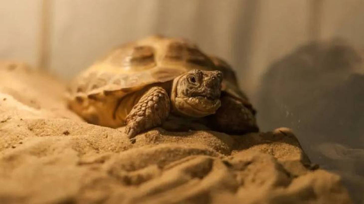 tortuga como mascota 9 (1)