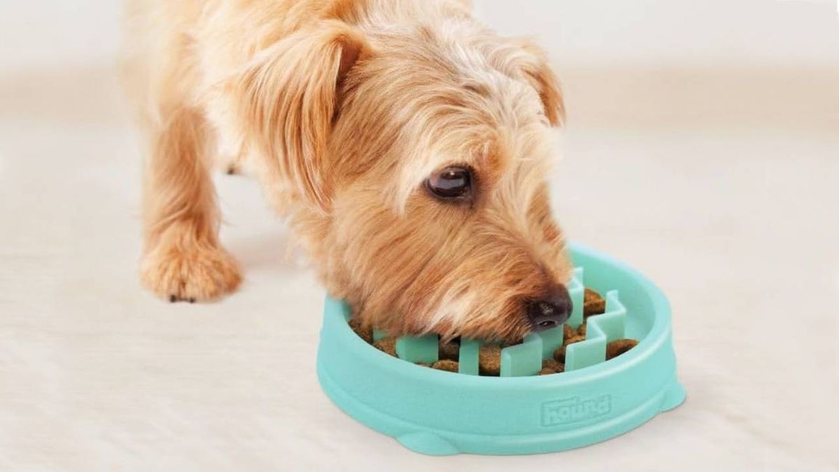 comedero lento perros antivoracidad mas vendido amazon