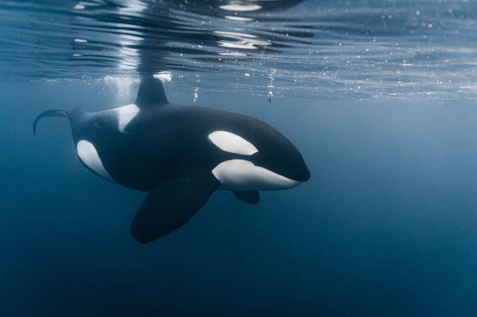 La compleja comunicación que han desarrollado se conoce como el canto de la ballena.