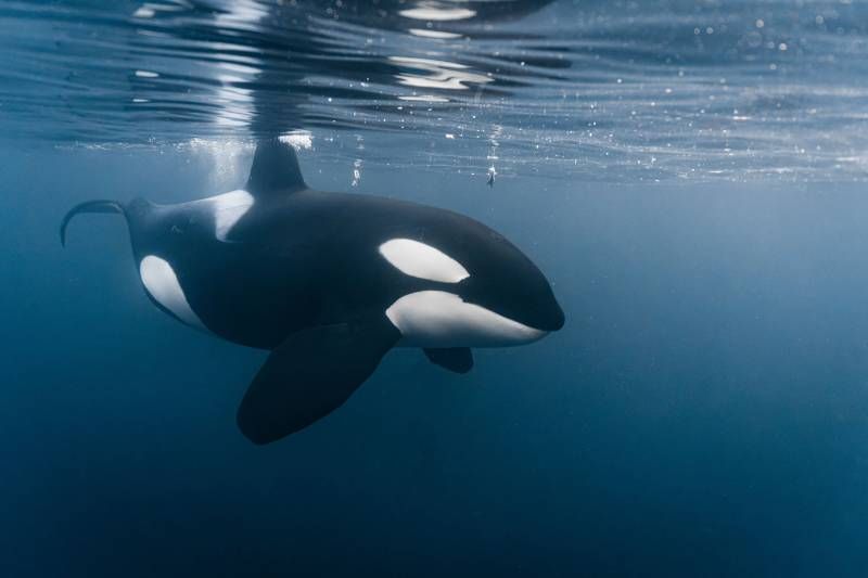 La compleja comunicación que han desarrollado se conoce como el canto de la ballena.