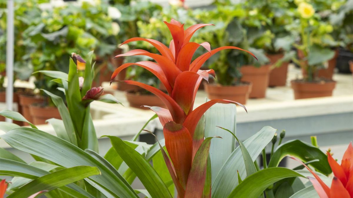 novedades en las plantas de ikea