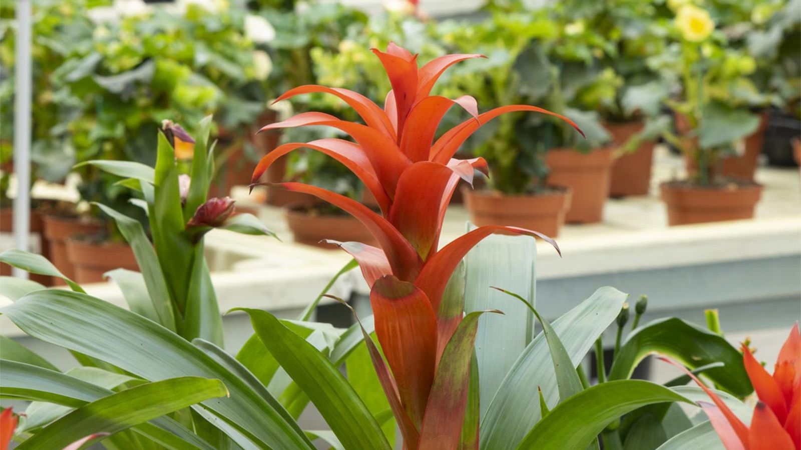 novedades en las plantas de ikea