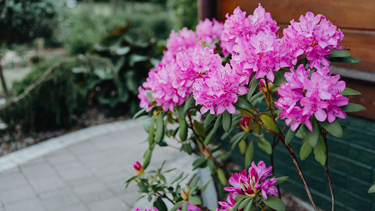 cuidados rododendro en el patio