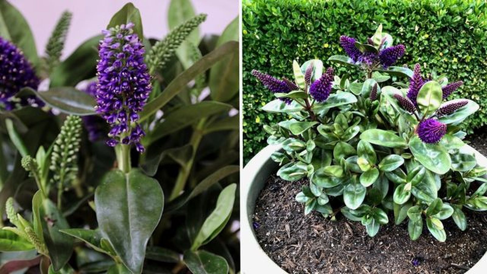 cultivo hebe veronica en maceta