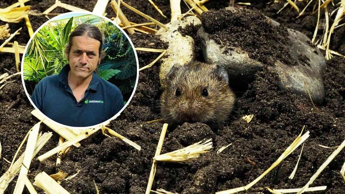 Si los topillos destrozan tu jardín, estre truco te será de gran ayuda.