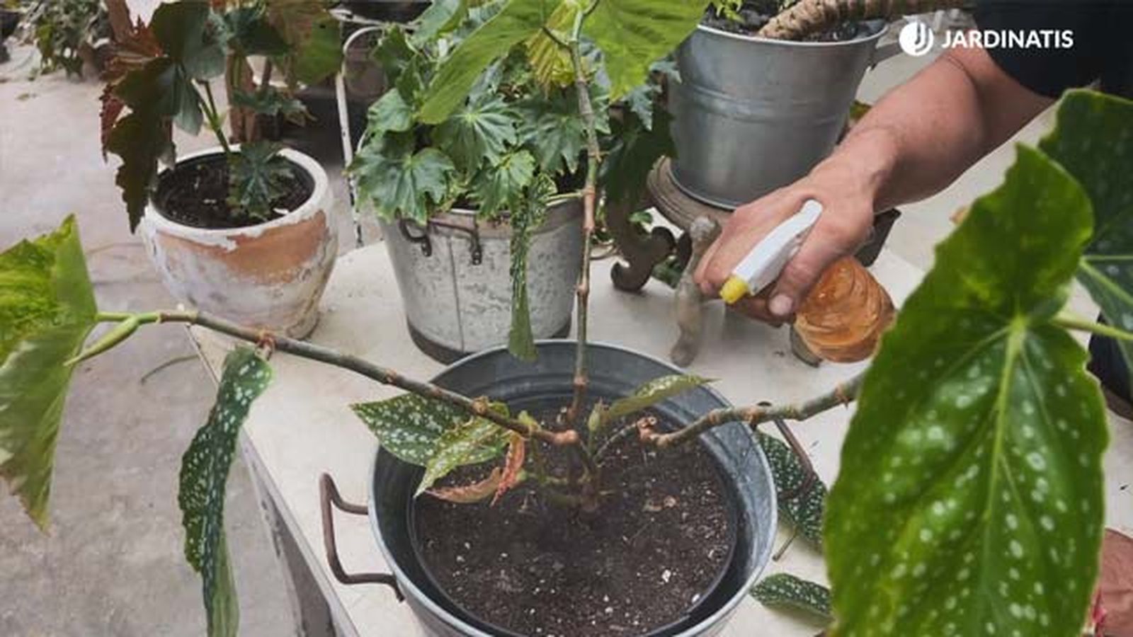 proteger a las begonias del oidio jardinatis