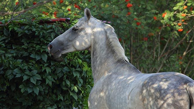 Caballo Pura Raza Española (PRE)