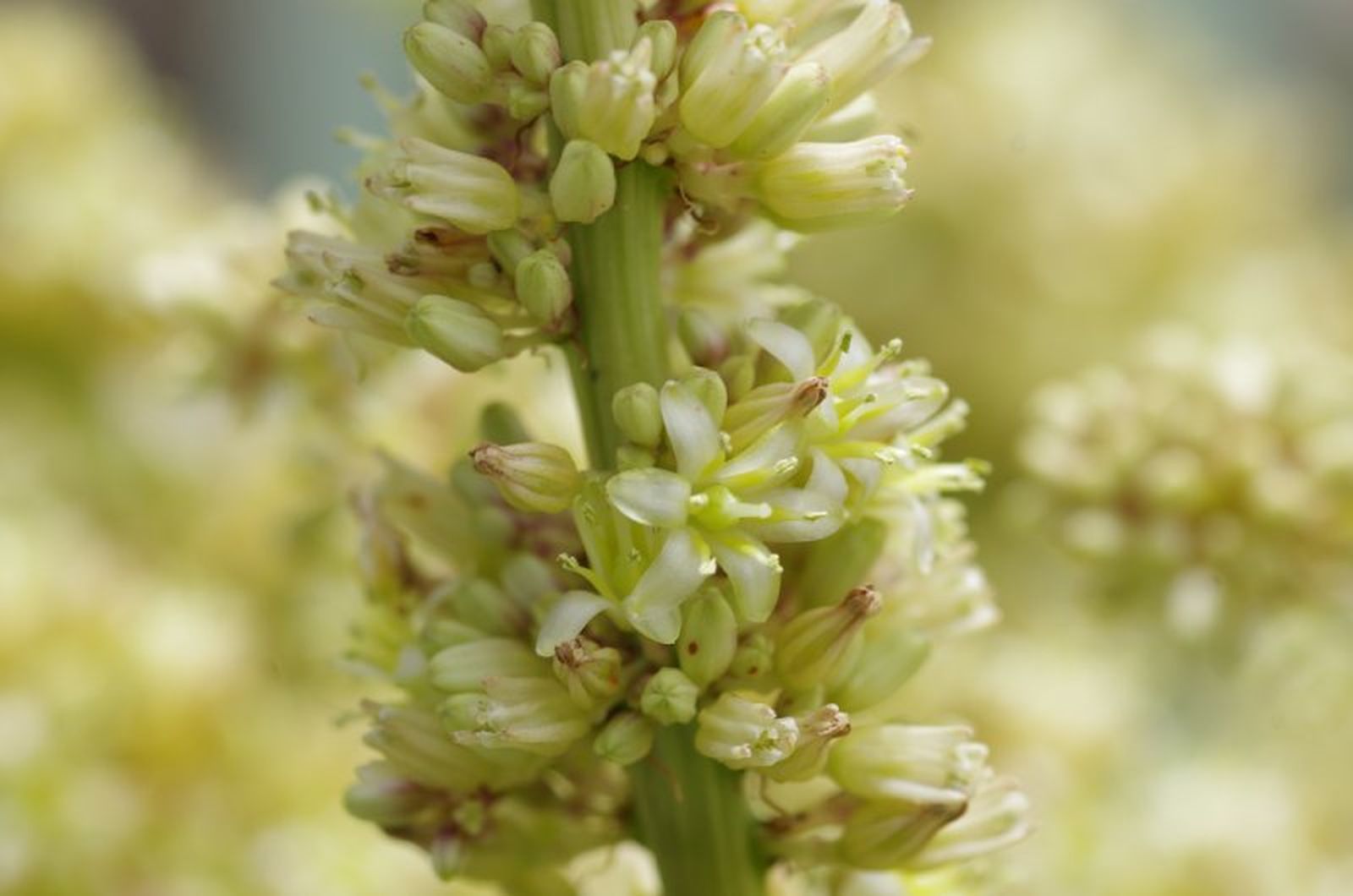 Yucca gigantea