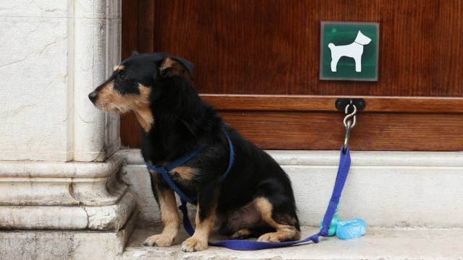 prohibido dejar perros atados solos fuera de tiendas