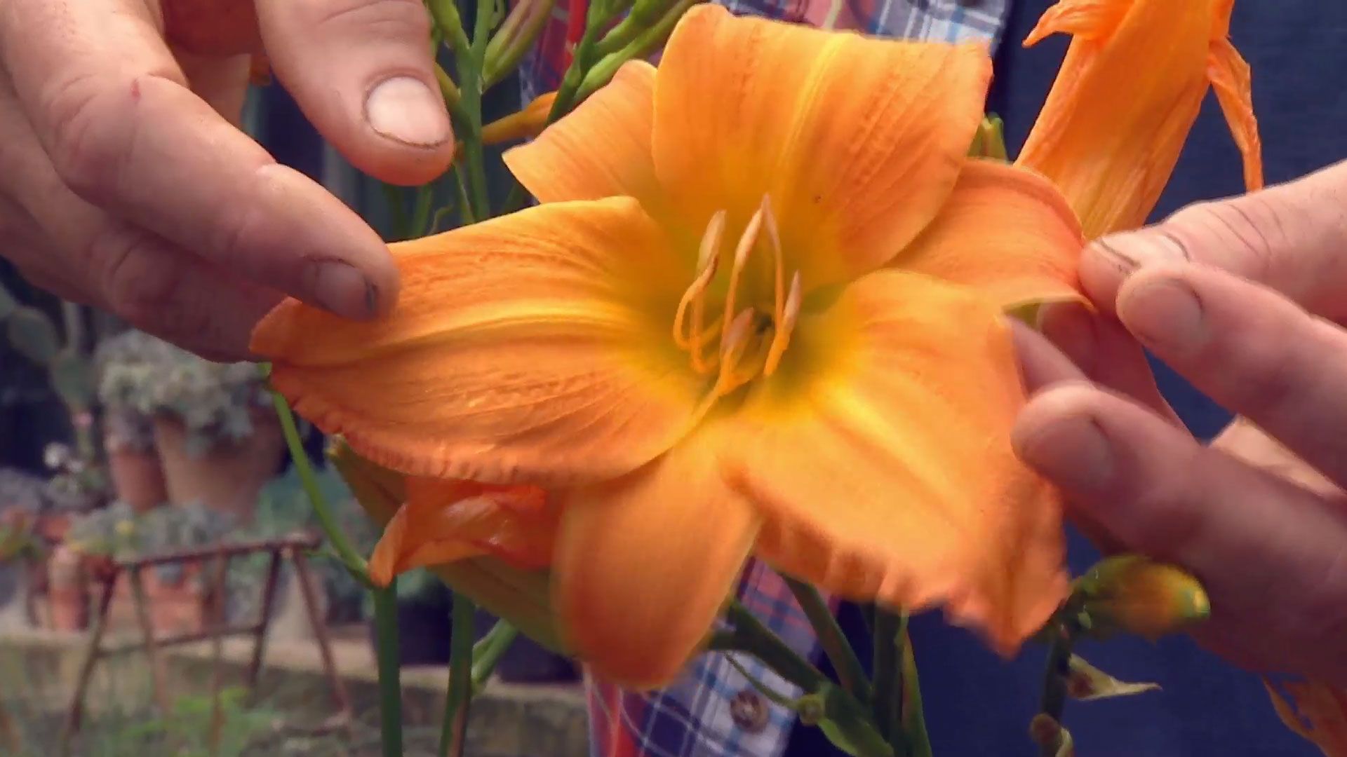 deco 0701 jardineria hemerocallis flor grande