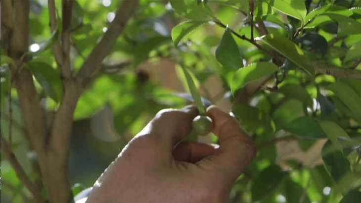 brico 1015 jardin recolectar sembrar camelias fruto verde