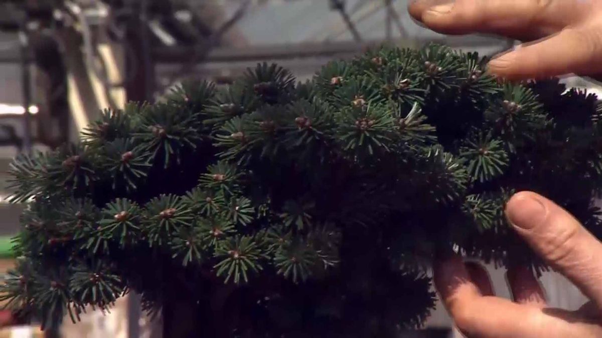 deco 690 jardineria coniferas injertadas porte esferico juniperus