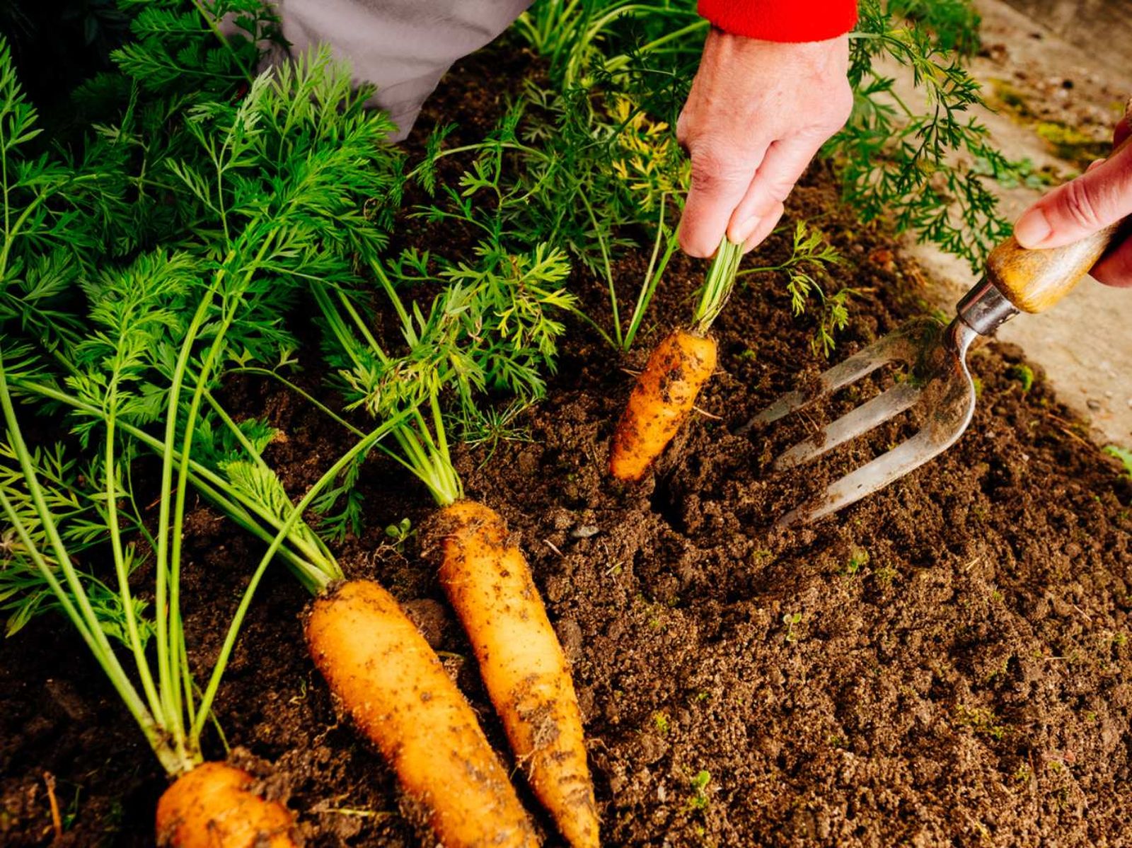Zanahorias.
