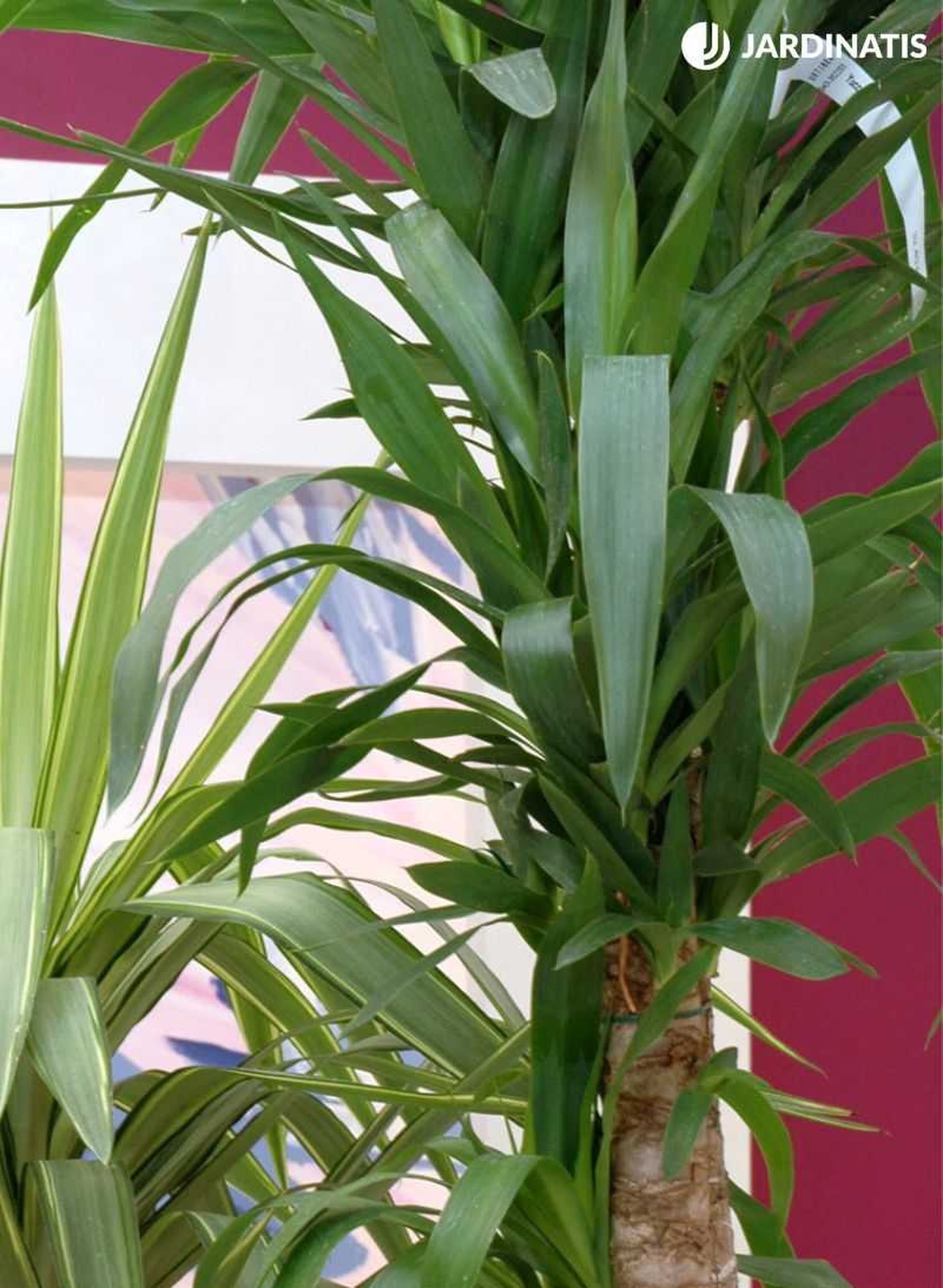 Hojas de yuca