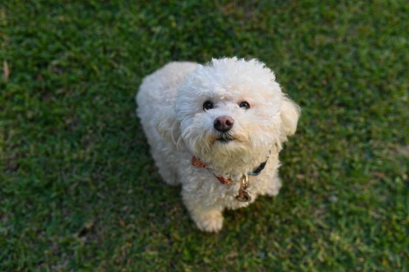 Bichón Frisé