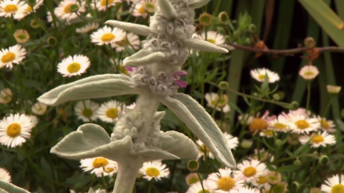 deco 0699 jardin clavelina flor blanca stachys lanata