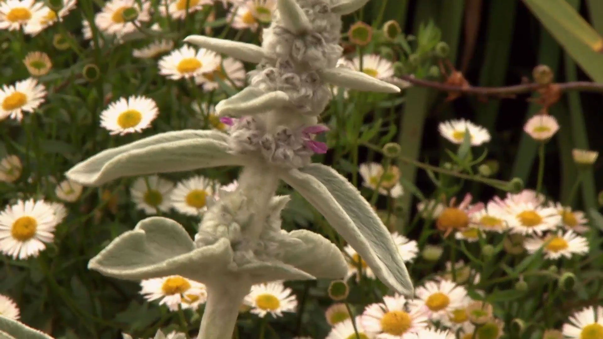 deco 0699 jardin clavelina flor blanca stachys lanata