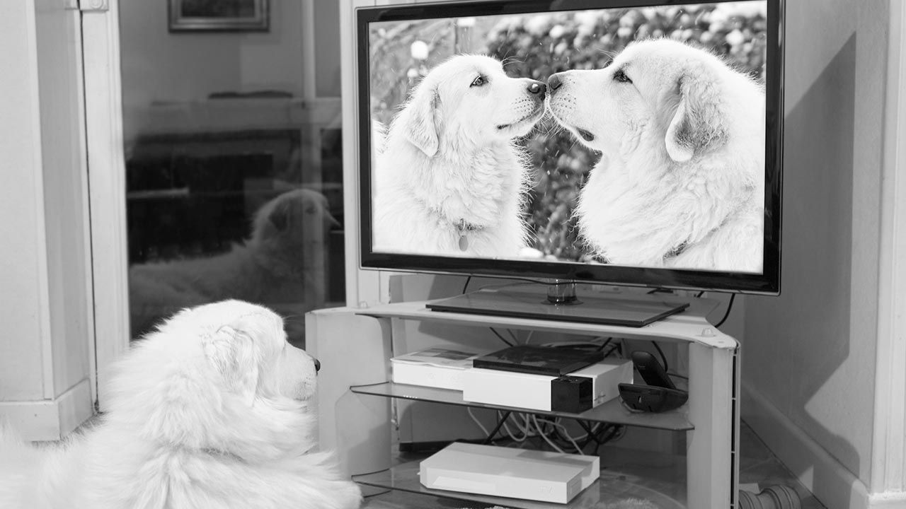 canal tv perros 4